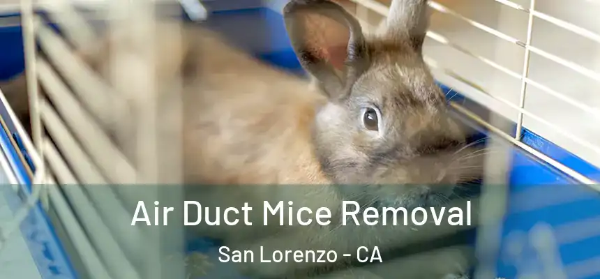  Air Duct Mice Removal San Lorenzo - CA